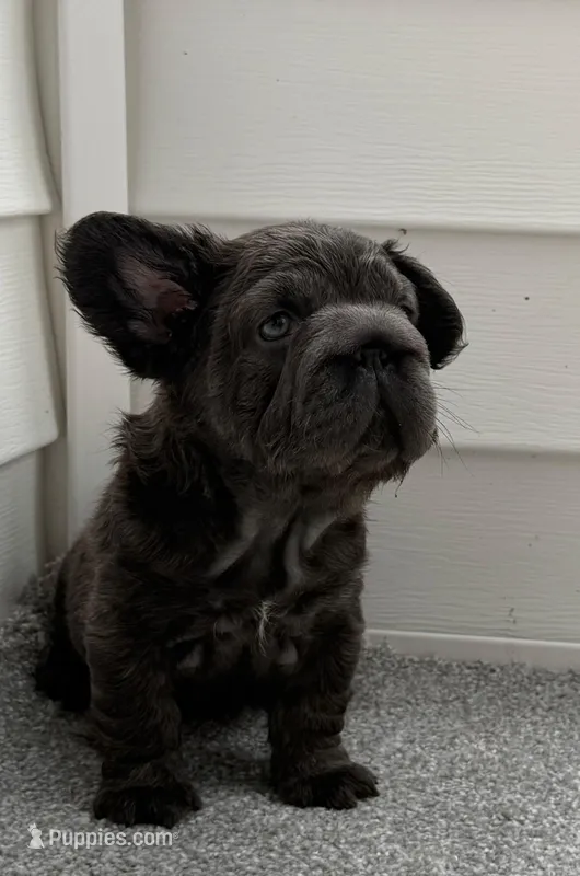 Valentino – French Bulldog puppy for sale in Virginia Beach, VA
