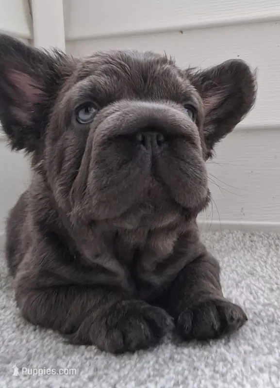Valentino – French Bulldog puppy for sale in Virginia Beach, VA