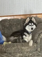 Gizmo, a male Siberian Husky for sale in Corinna, ME – 5 of 5