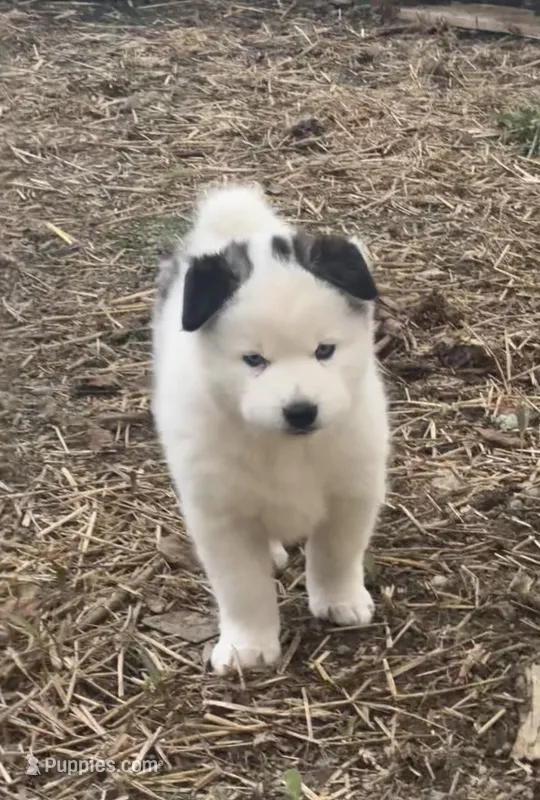Teddy – Siberian Husky puppy for sale in Corinna, ME