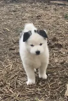 Teddy, a male Siberian Husky for sale in Corinna, ME – 1 of 5