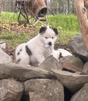 Teddy, a male Siberian Husky for sale in Corinna, ME – 2 of 5