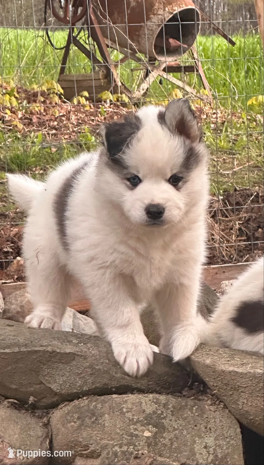 Gizmo, a male Siberian Husky for sale in Corinna, ME – 2 of 5