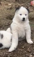 Teddy, a male Siberian Husky for sale in Corinna, ME – 3 of 5