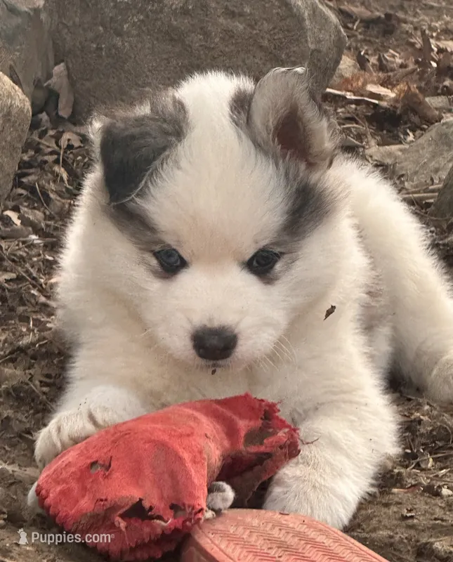 Gizmo – Siberian Husky puppy for sale in Corinna, ME