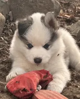 Gizmo, a male Siberian Husky for sale in Corinna, ME – 1 of 5