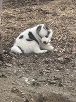 Gizmo, a male Siberian Husky for sale in Corinna, ME – 3 of 5