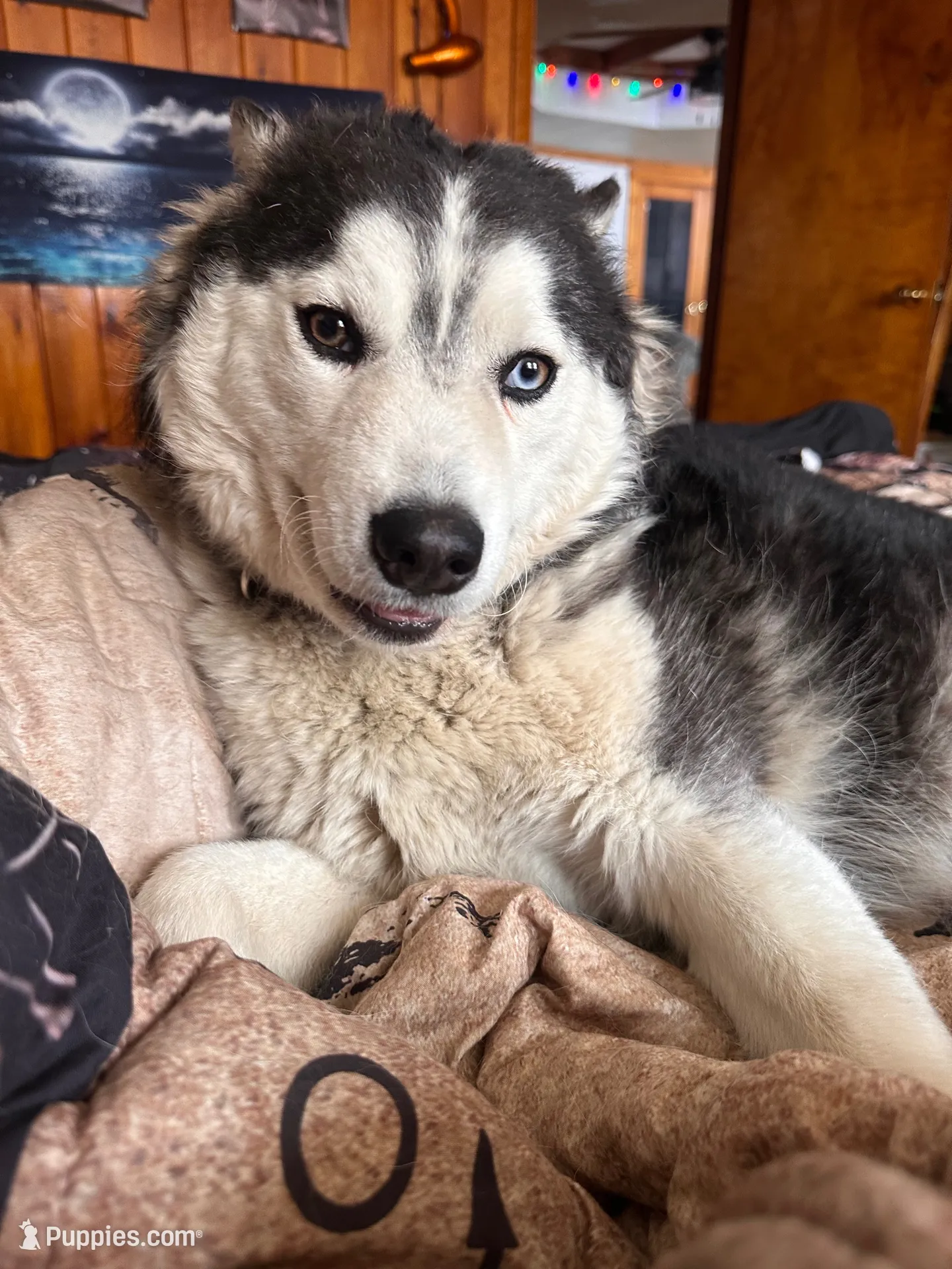 Gizmo, a male Siberian Husky for sale in Corinna, ME – 4 of 5