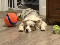 Blueberry, a female Australian Shepherd for sale in Grass Valley, CA – Photo 10 of 10