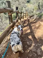 Blueberry, a female Australian Shepherd for sale in Grass Valley, CA – Photo 4 of 10