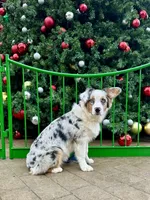 Blueberry, a female Australian Shepherd for sale in Grass Valley, CA – Photo 9 of 10