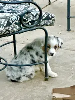 Blueberry, a female Australian Shepherd for sale in Grass Valley, CA – Photo 6 of 10
