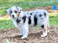 Blueberry, a female Australian Shepherd for sale in Grass Valley, CA – Photo 2 of 10