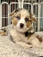 Blueberry, a female Australian Shepherd for sale in Grass Valley, CA – Photo 7 of 10