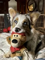Blueberry, a female Australian Shepherd for sale in Grass Valley, CA – Photo 1 of 10
