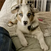 Blueberry, a female Australian Shepherd for sale in Grass Valley, CA – Photo 5 of 10
