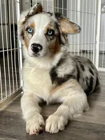 Blueberry, a female Australian Shepherd for sale in Grass Valley, CA – Photo 3 of 10