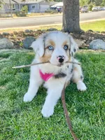 Blueberry, a female Australian Shepherd for sale in Grass Valley, CA – Photo 8 of 10