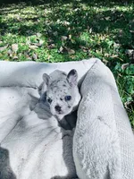 Prim, a female French Bulldog for sale in Sioux Rapids, IA – 2 of 4