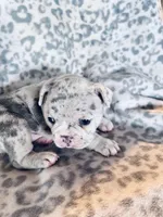 Prim, a female French Bulldog for sale in Sioux Rapids, IA – Photo 2 of 3