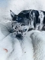 Adorable , a male French Bulldog for sale in Sioux Rapids, IA – 3 of 3
