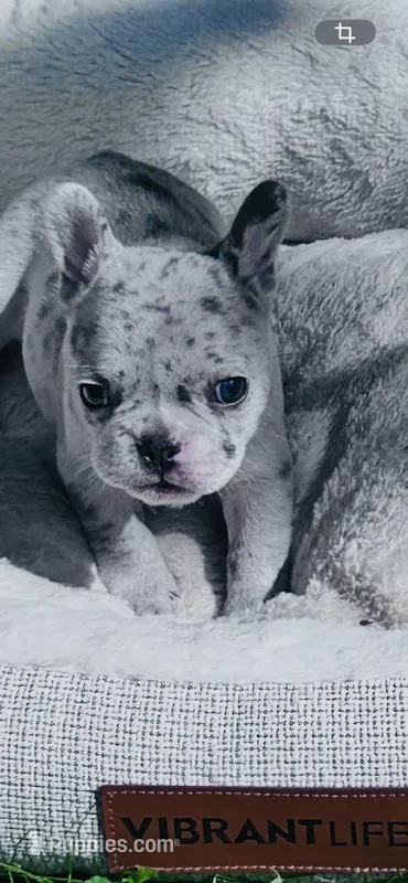 Prim – French Bulldog puppy for sale in Sioux Rapids, IA