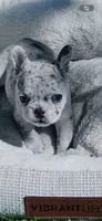 Prim, a female French Bulldog for sale in Sioux Rapids, IA – 1 of 4
