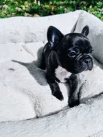 Brindle, a male French Bulldog for sale in Sioux Rapids, IA – 3 of 4