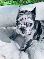 Adorable , a male French Bulldog for sale in Sioux Rapids, IA – 1 of 3