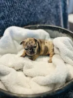Fawn Merle, a female French Bulldog for sale in Sioux Rapids, IA – 2 of 3