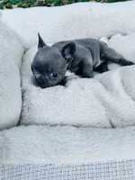 Dante  , a female French Bulldog for sale in Sioux Rapids, IA – 2 of 4