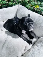 Brindle, a male French Bulldog for sale in Sioux Rapids, IA – 4 of 4