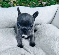 Dante  , a female French Bulldog for sale in Sioux Rapids, IA – 1 of 4