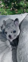 Prim, a female French Bulldog for sale in Sioux Rapids, IA – 4 of 4