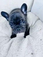 Brindle, a male French Bulldog for sale in Sioux Rapids, IA – 1 of 4