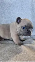 Lilac, a male French Bulldog for sale in Sioux Rapids, IA – Photo 1 of 4