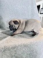 Lilac, a male French Bulldog for sale in Sioux Rapids, IA – Photo 3 of 4