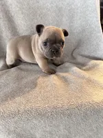 Lilac, a male French Bulldog for sale in Sioux Rapids, IA – Photo 4 of 4