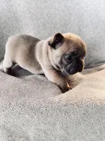 Lilac, a male French Bulldog for sale in Sioux Rapids, IA – Photo 2 of 4