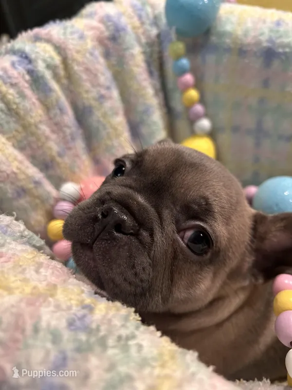 T, a male French Bulldog for sale in Sioux Rapids, IA – Photo 1 of 2