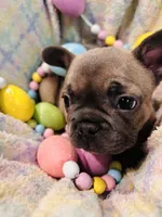 T, a male French Bulldog for sale in Sioux Rapids, IA – Photo 2 of 2