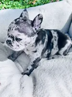 Adorable , a male French Bulldog for sale in Sioux Rapids, IA – 2 of 3