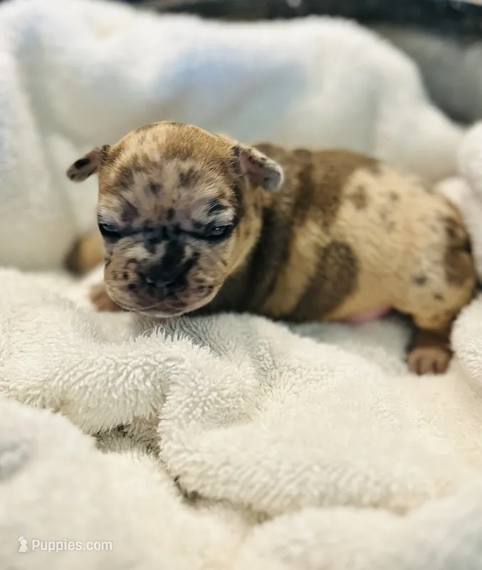 Fawn Merle – French Bulldog puppy for sale in Sioux Rapids, IA