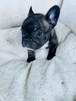 Brindle, a male French Bulldog for sale in Sioux Rapids, IA – 2 of 4