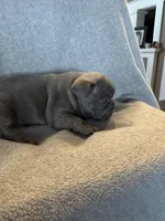 Blue, a male French Bulldog for sale in Sioux Rapids, IA – Photo 4 of 4