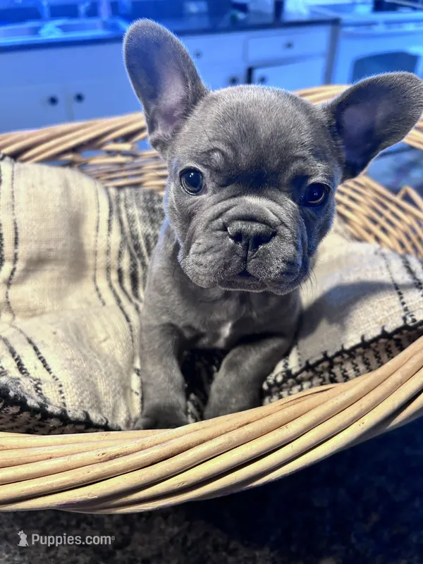 Blue – French Bulldog puppy for sale in Sioux Rapids, IA