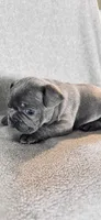 Blue, a male French Bulldog for sale in Sioux Rapids, IA – Photo 1 of 4