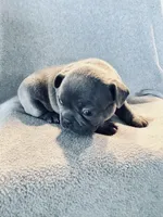 Blue, a male French Bulldog for sale in Sioux Rapids, IA – Photo 3 of 4