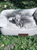 Prim, a female French Bulldog for sale in Sioux Rapids, IA – 3 of 4