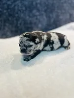 Fawn Merle, a female French Bulldog for sale in Sioux Rapids, IA – 3 of 3